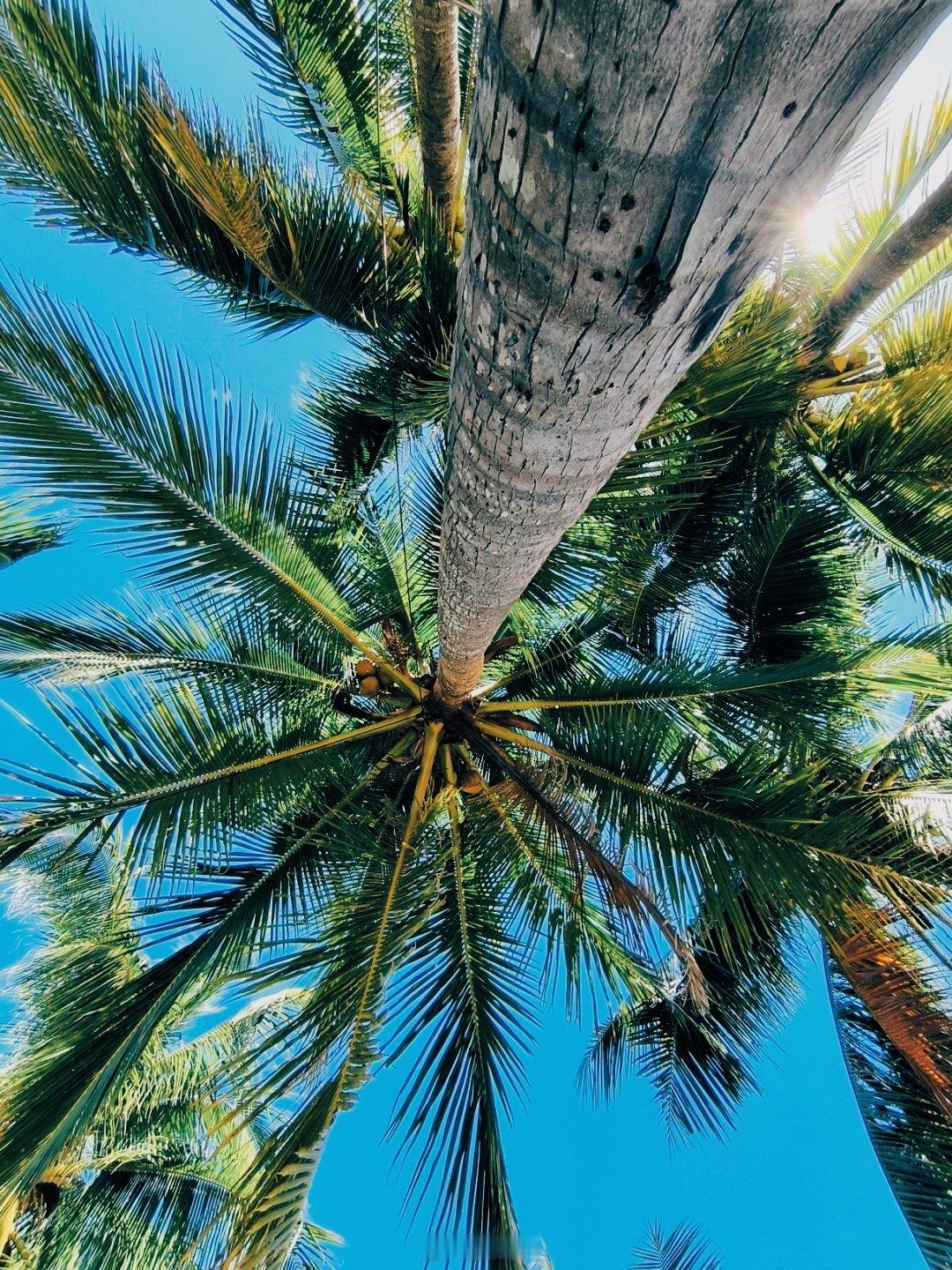 海南岛上的椰林风情，不是一般的美！这里的椰子树，就像是海边的守护者，枝叶随风摇曳