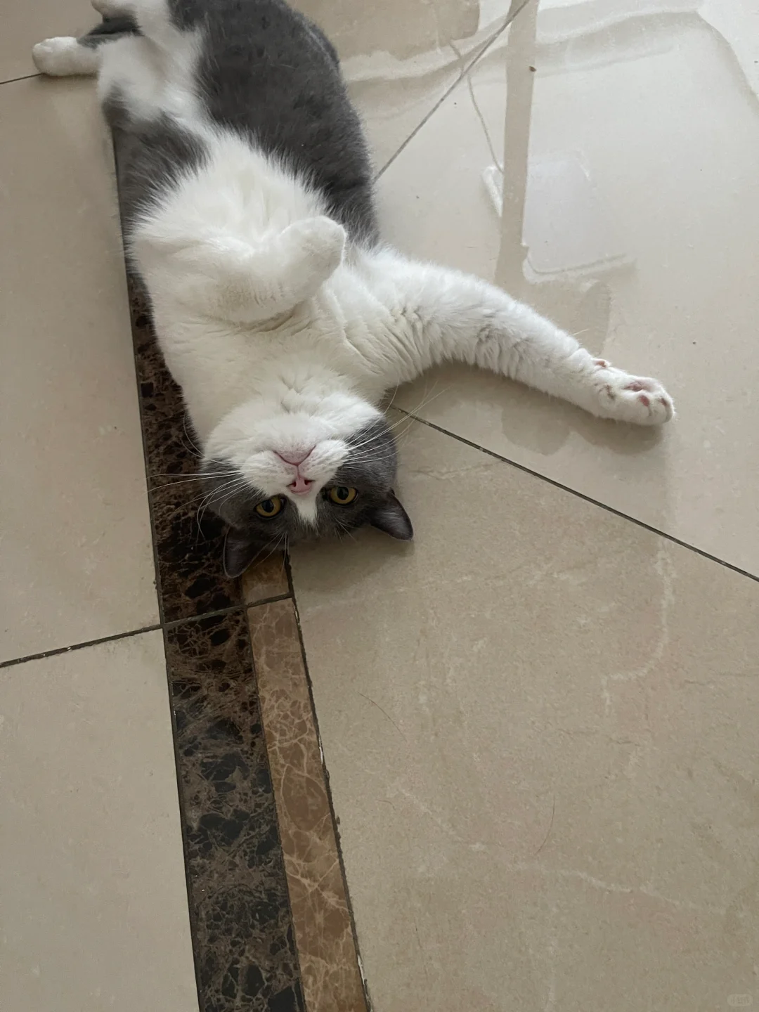 夏天地上长猫了