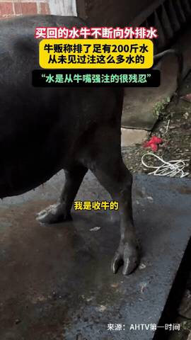 为了挣钱啥招都用！广西钦州，男子买了头水牛回家，可水牛一路走一边往外排水，最后到