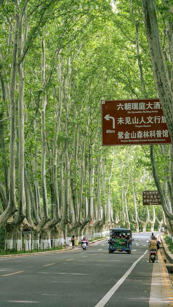 树是梧桐树 城是南京城。 摄|渲染翌嘉 