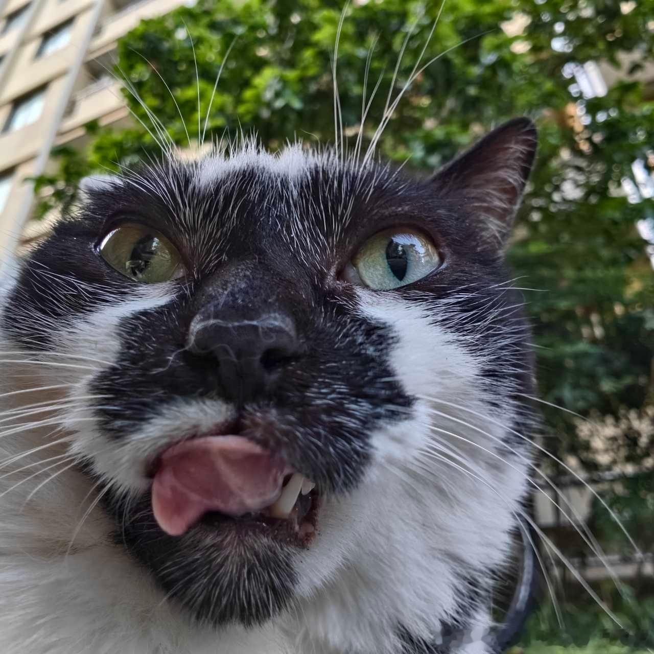 50282【】展示猪肝 