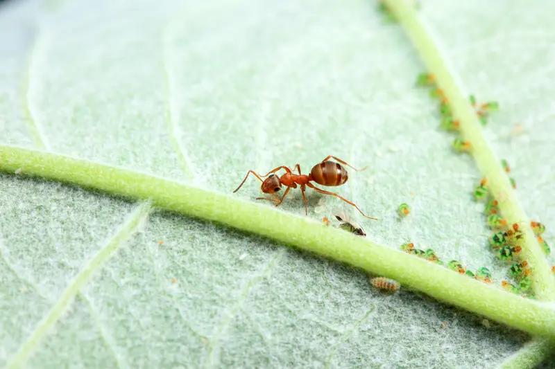 如果你走路时不小心踩死蚂蚁，蚂蚁也有痛苦！
这是一个非常慈悲的问题。从生命感受和