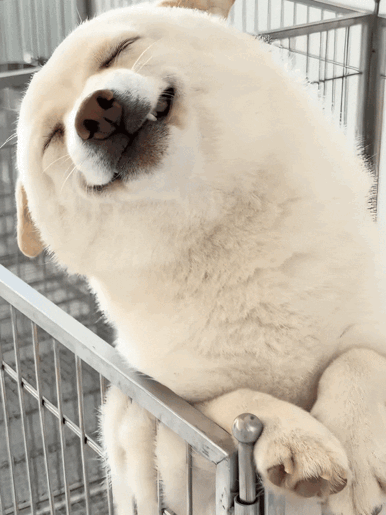 这只总是把耳朵压下来去讨好主人的柴犬，被很多人贴上了一种讨好型狗的标签。

而它