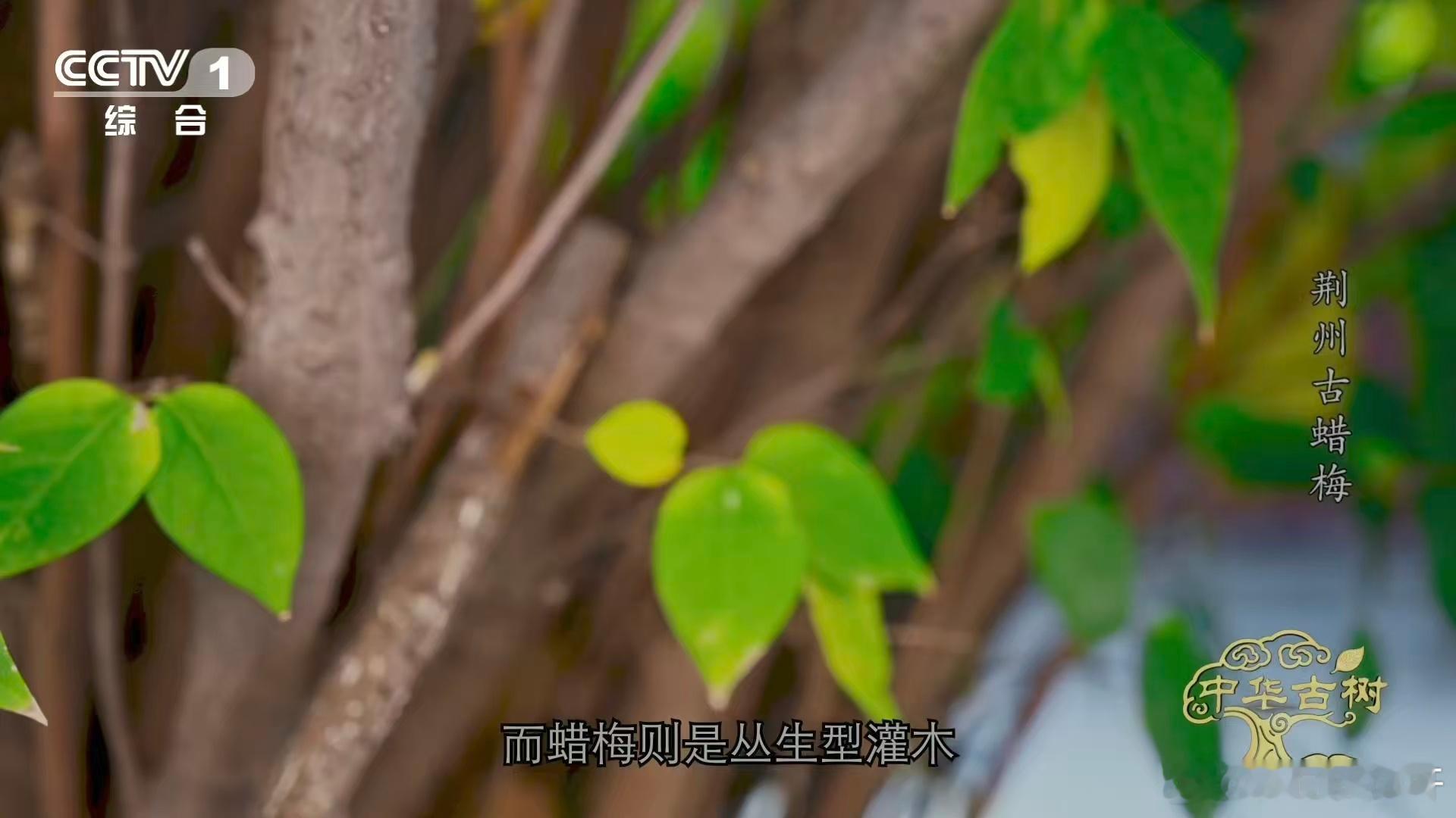 是蜡梅还是腊梅终于分清蜡梅和梅花了🌳 这株2550岁的古蜡梅属于中华古树，能保