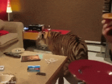 我家猫猫让我问问：他们家的猫咋这么大只 ​​​