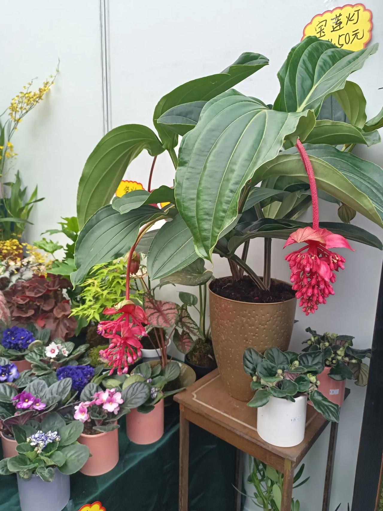 这是什么花🌸？