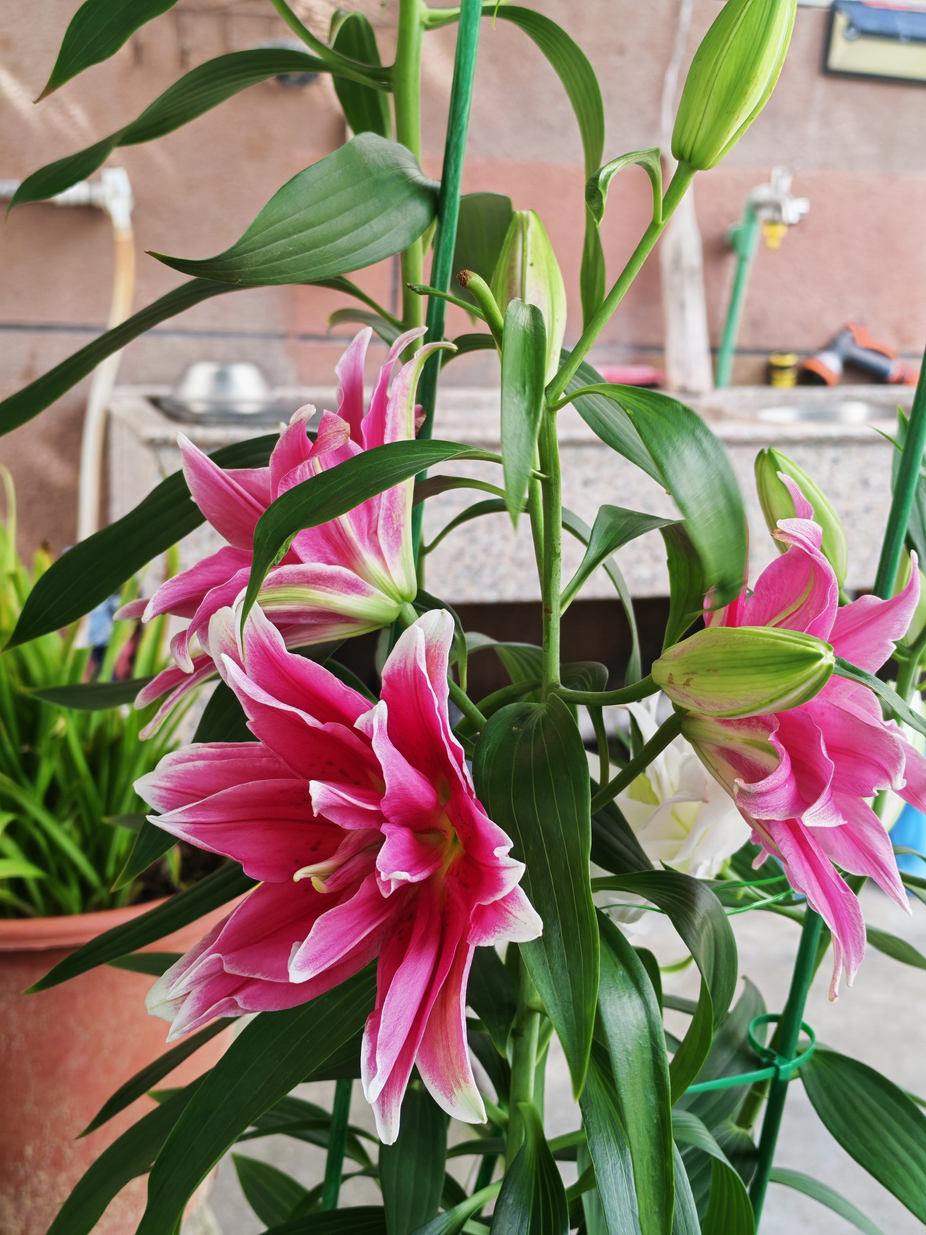 夏天里的花，除了栀子绣球，就是这个百合了[馋嘴]我妈种的，重瓣百合真是好看呀[6