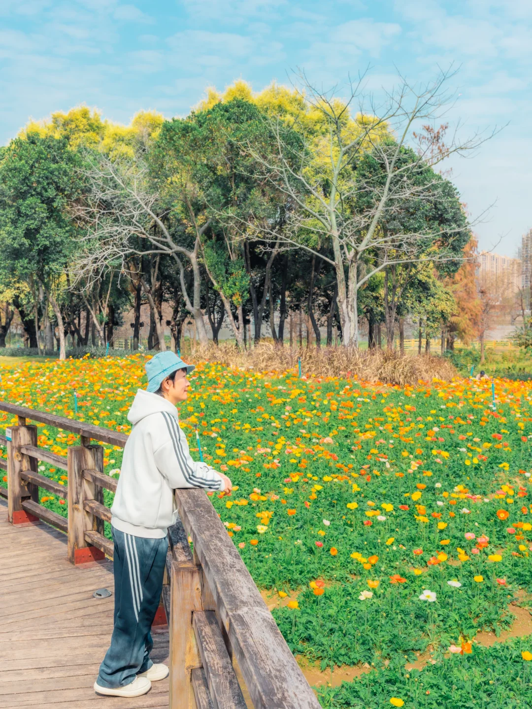 2.10实拍‼️广佛地铁直达免费虞美人花海