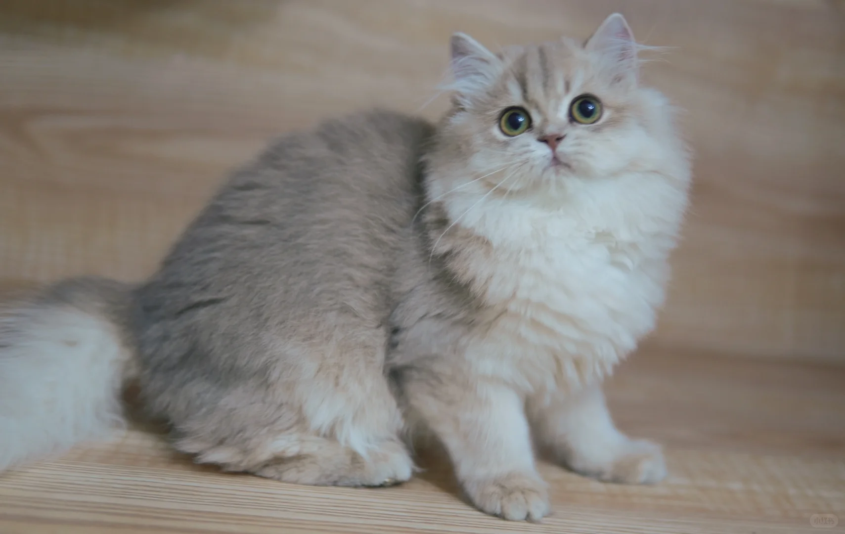 长毛蓝金渐层 稀有色渐层 甜甜的小猫咪 英长 英国长毛猫 蓝金幼崽 蓝...