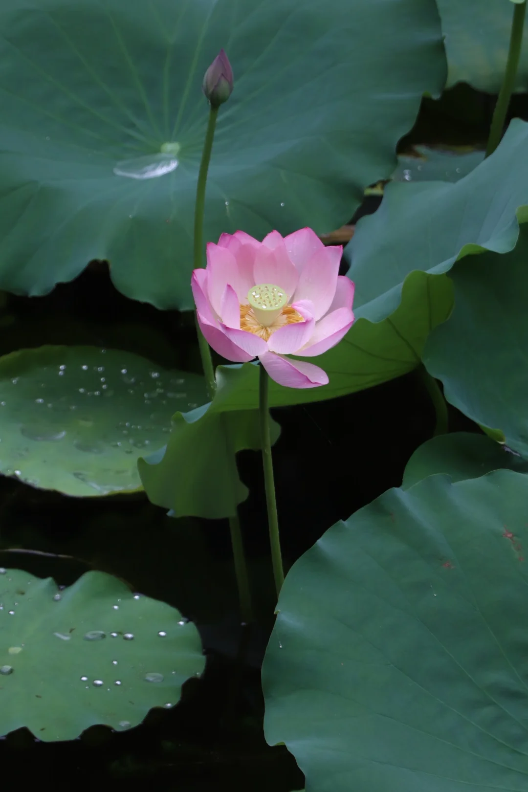 同予者何人｜别错过荔湾湖公园的荷景