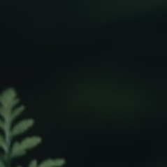 种植种植世间最好的风景，莫过于人们用真诚和善意相处。 