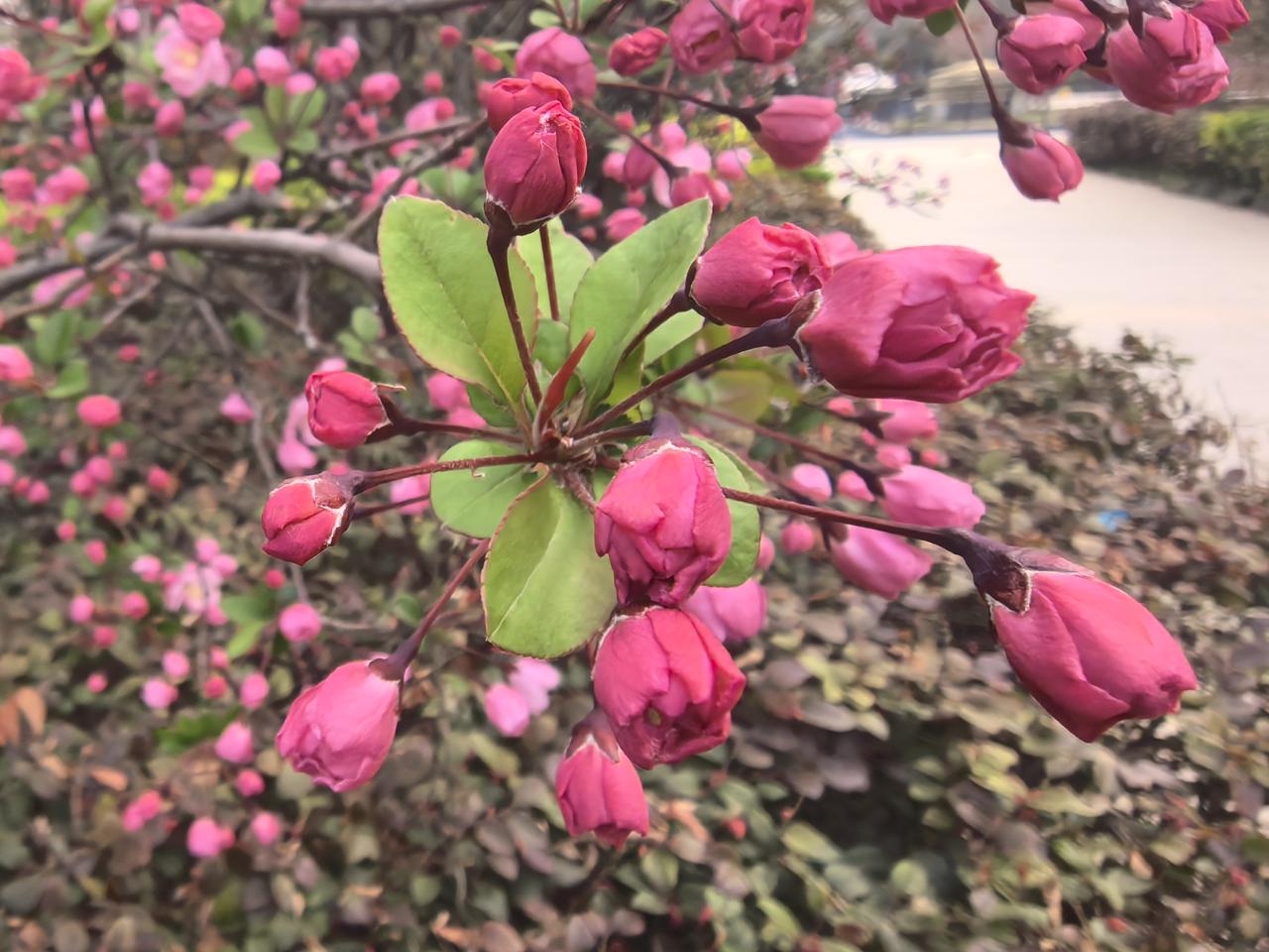 扬粉红欲滴海棠花