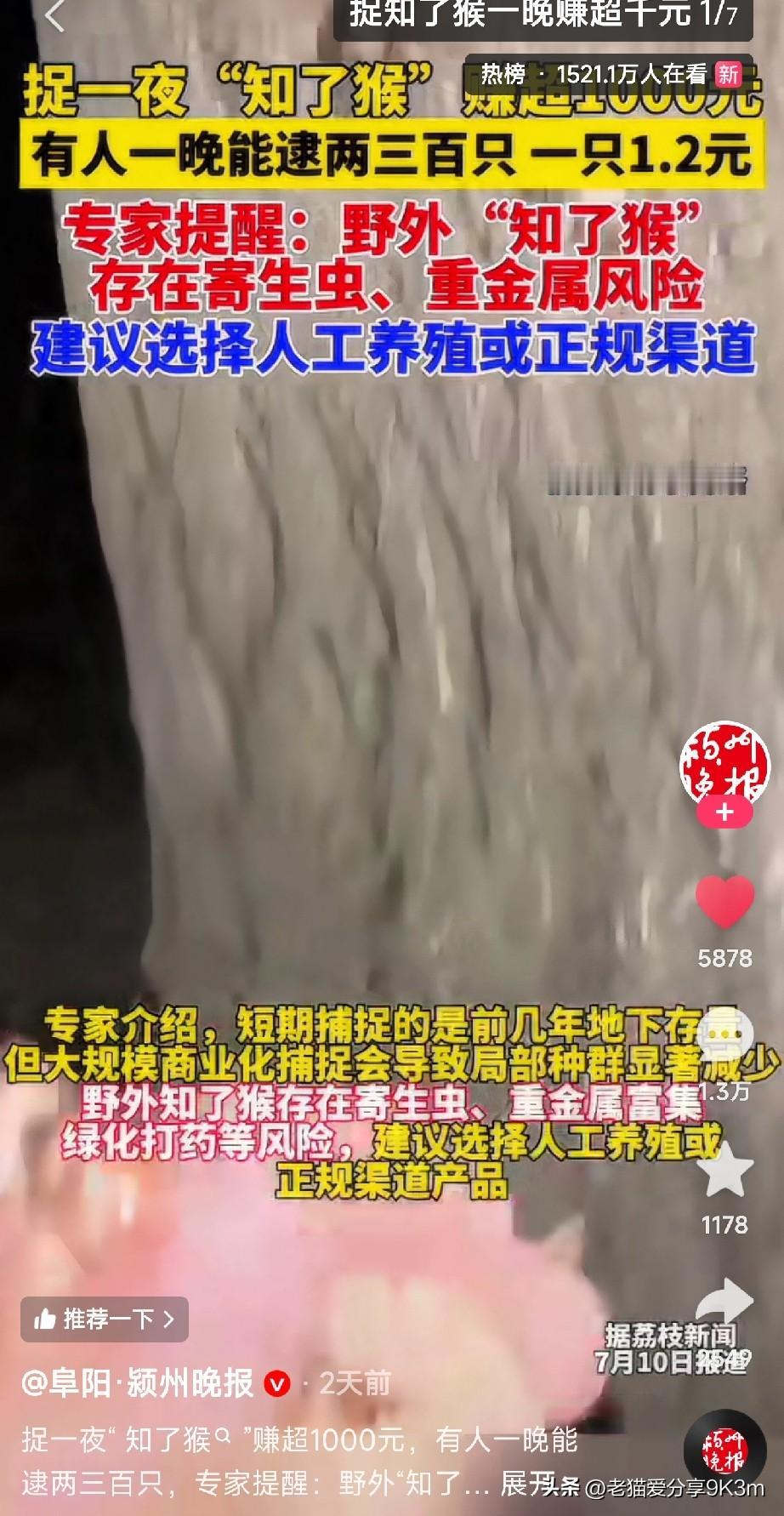 一晚上抓知了猴赚1000块

刷到一条新闻，说现在有人在野外抓知了猴（就是金蝉）