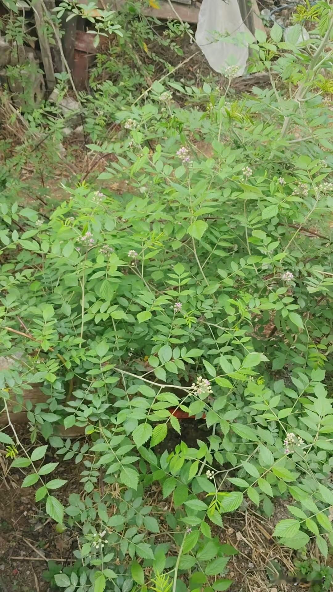 你知道的，我家徒四壁，长得又丑，除了成功别无选择，那些光鲜亮丽的草包，让我觉得这