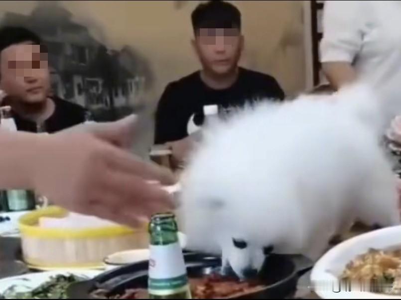 就因为请客的东道主实力太强，以至于他的宠物狗在餐桌上吃菜的时候，在座的人一个个敢