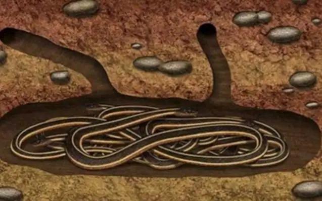 你以为蛇冬眠就是“关机大吉”？其实它在地下上演《荒野求生》！


01  零下5