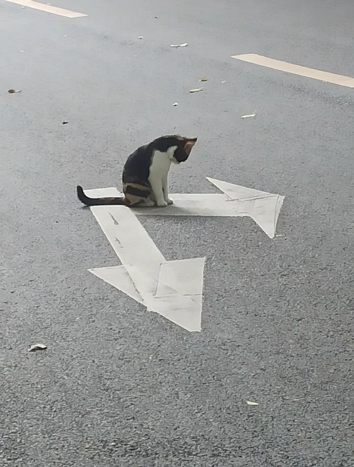 猫师傅看着怎么有点迷路的样子 ​​​