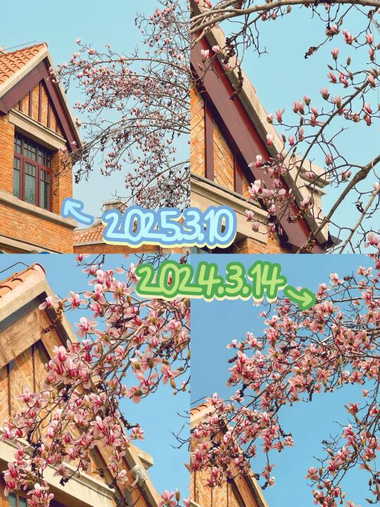 五大道第一棵玉兰花❗今年开的也太潦草了❗