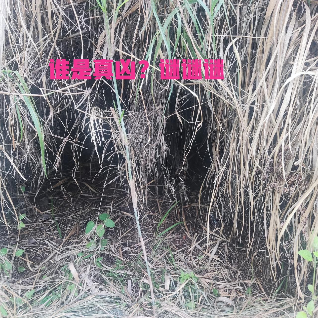 意难平：不等于完全无罪的嫌疑人羁押二十九年无罪释放，灭门三条人命，真凶何往？
 