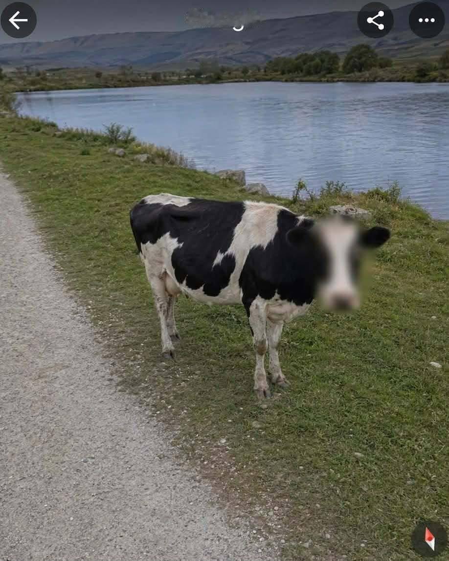 。。。Google 街景地图会给他们拍下来的奶牛的脸打码...我的意思是，按照人