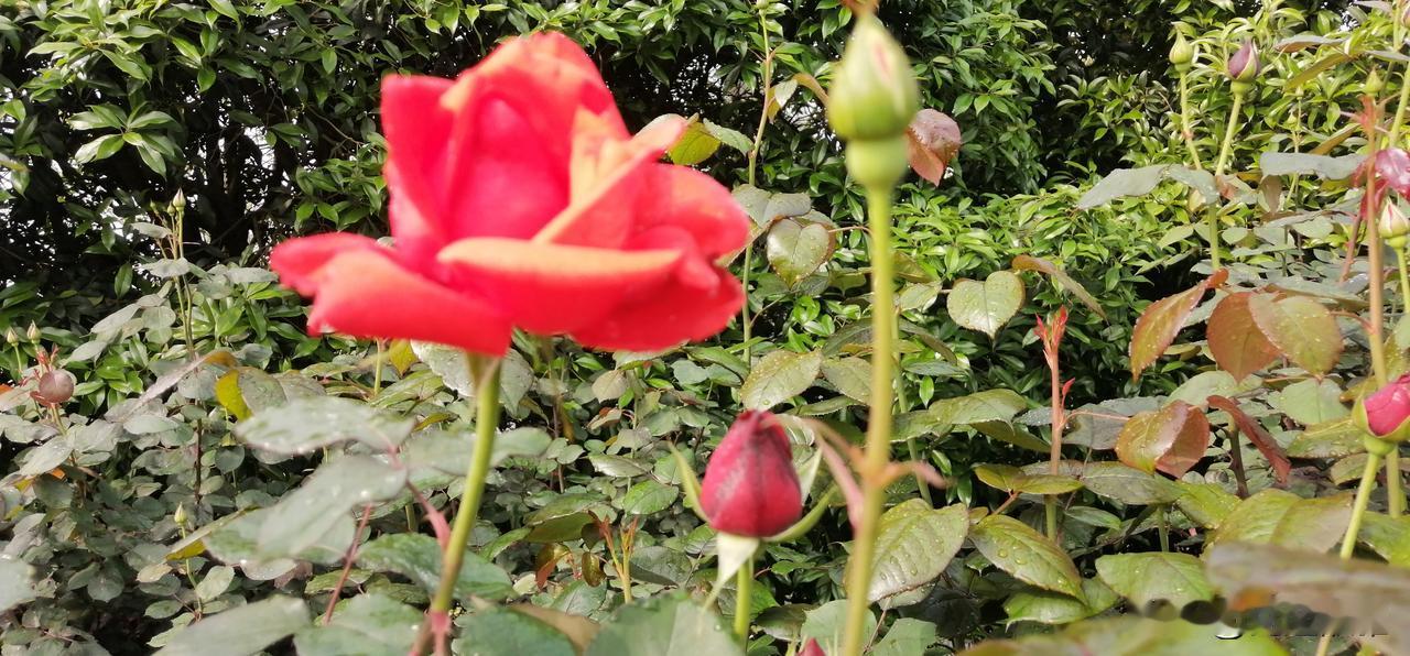 想不到写什么的时候，我就去串门，看条友们的文章。
这就像在知识的花园里淘宝，总能