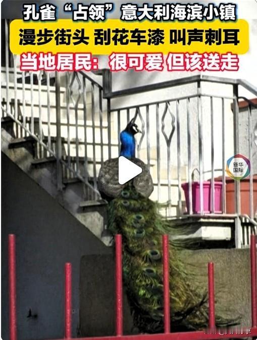 意大利海滨小镇蓬塔马里纳彻底乱了。数十只野生孔雀突然集体安家，把整个小镇变成了自