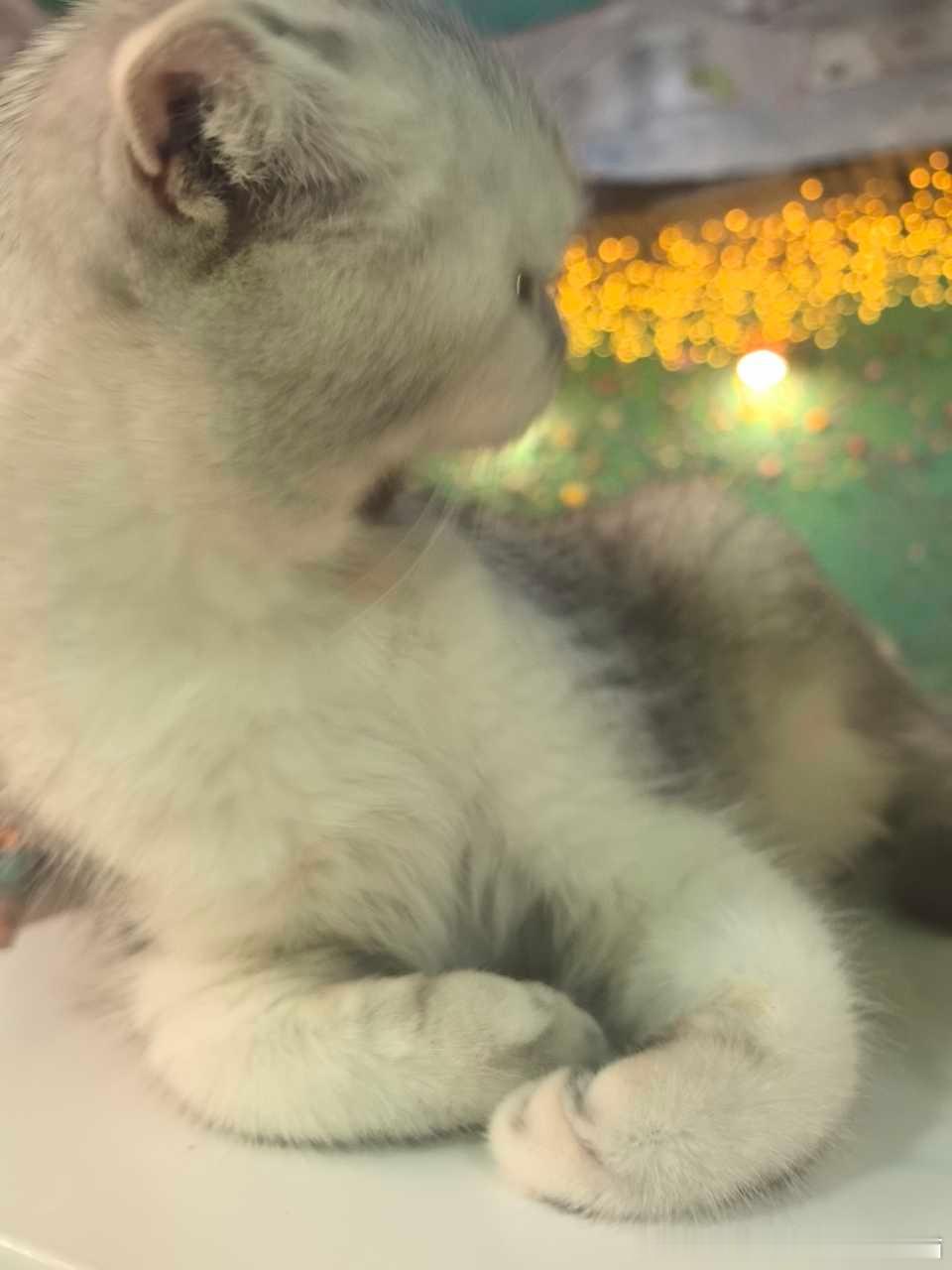 49424【丑猫】舔毛姿态最神秘之物 