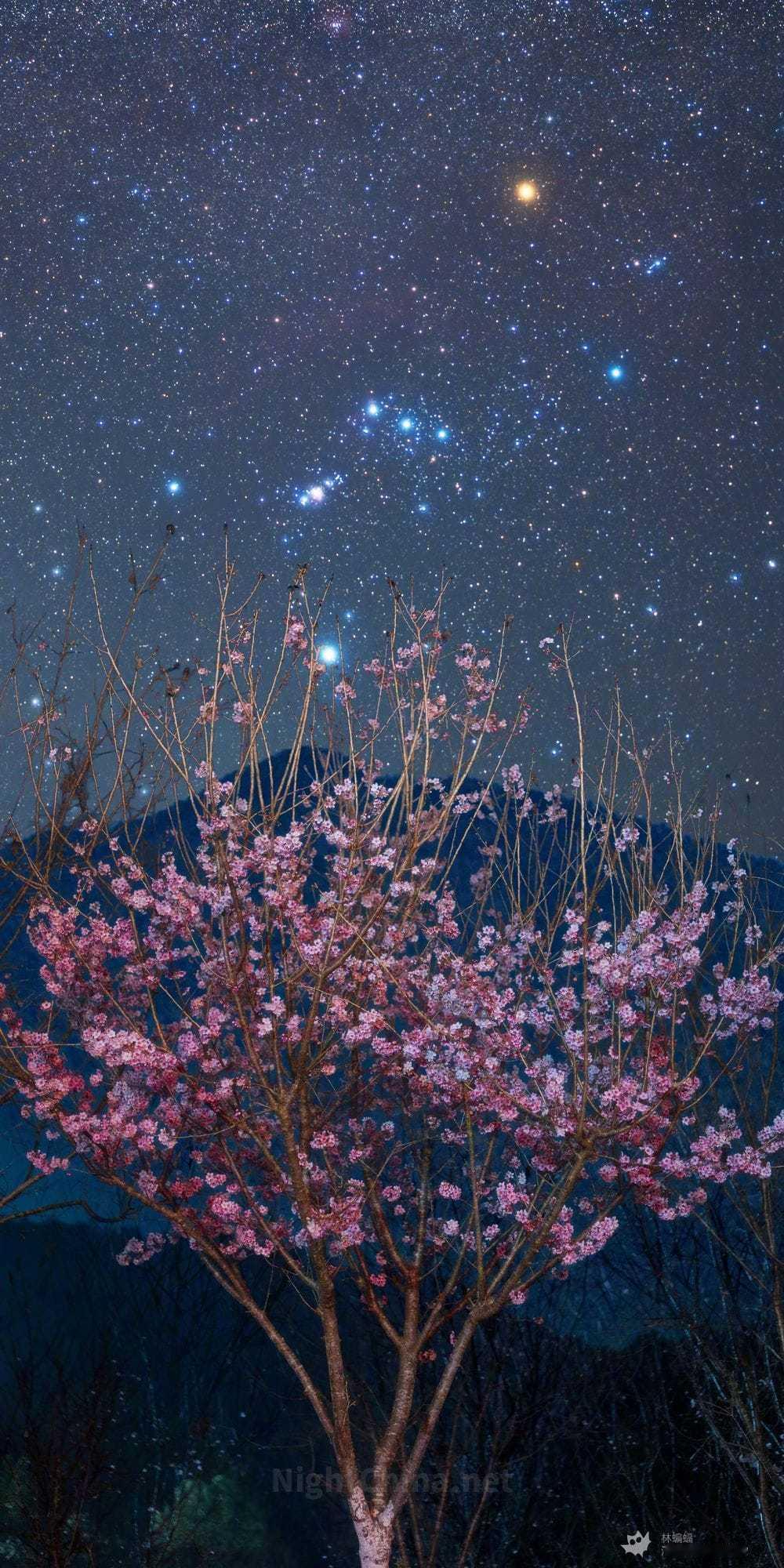 初春的深夜，广东河源的樱花在寒意中悄然盛放。低垂于西天之上的猎户座，正缓缓向地平