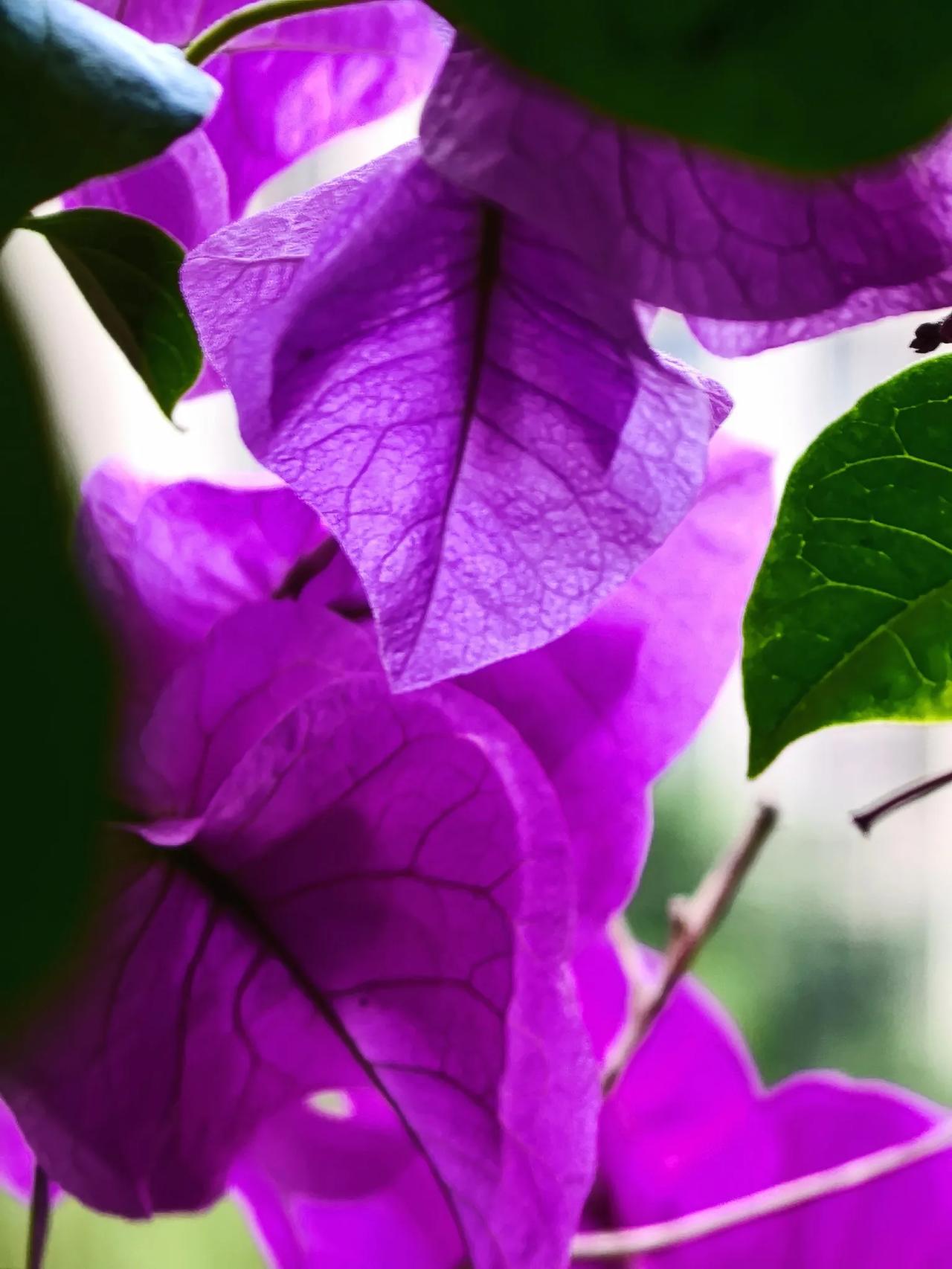 《三角梅》

三角梅，也有叫簕杜鹃、宝巾的，属于紫茉莉科、叶子花属灌木，另外还有