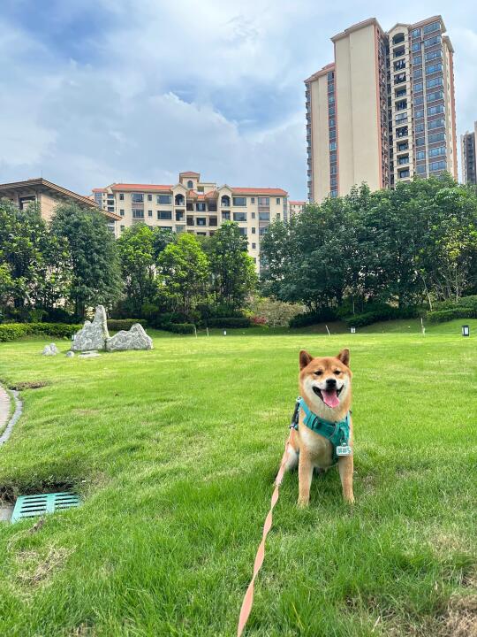 小狗丑不要丢，养养就好了