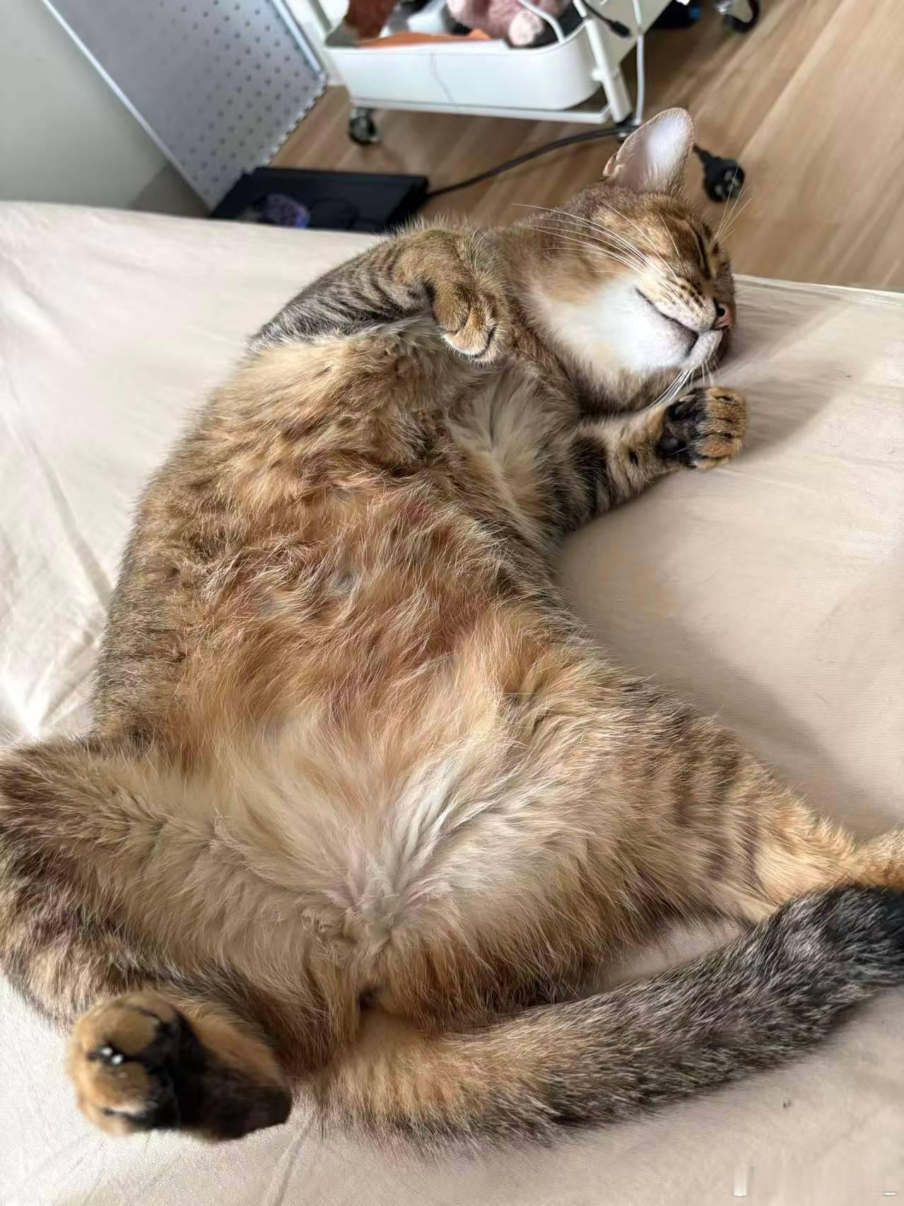 小猫每天睡16小时凭睡姿出圈 不是说猫都要守护主人的吗？怎么我都起来了，我的猫还