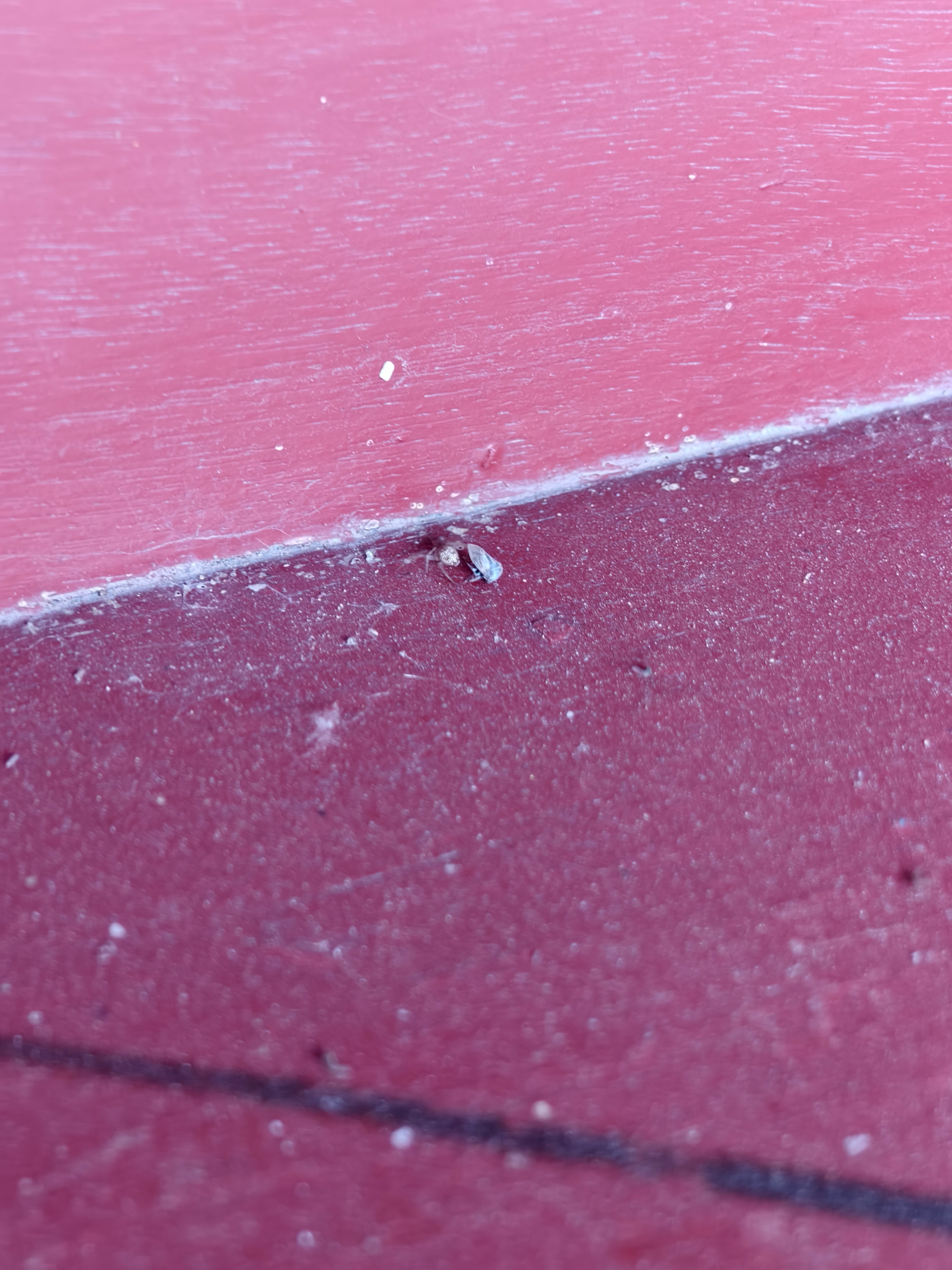 在佛像前转圈的小蜘蛛🕷️