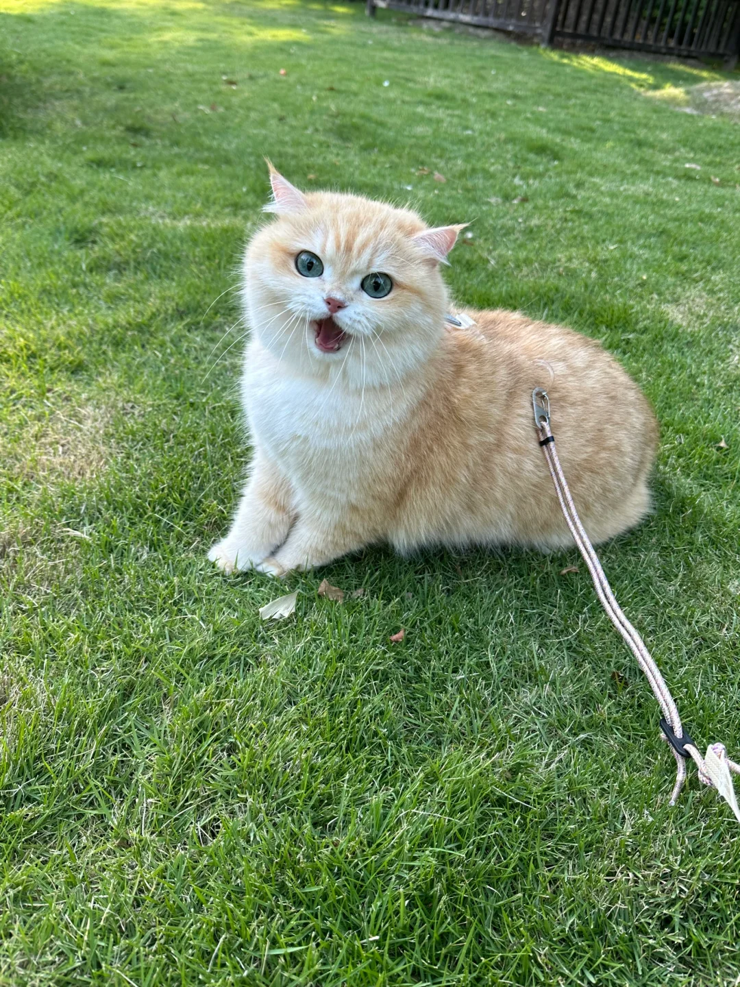 竟然有人没听过小猫骂人