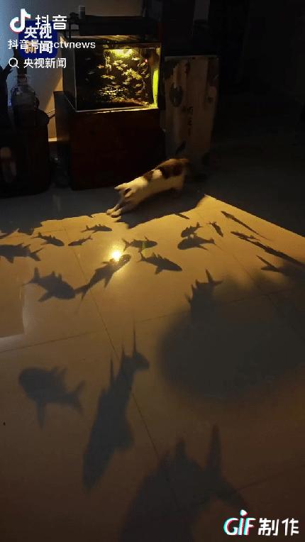 “小猫上央视了！”一云南网友在家，鱼缸散发黄色光芒，不料，鱼缸里的鱼映射在地板上