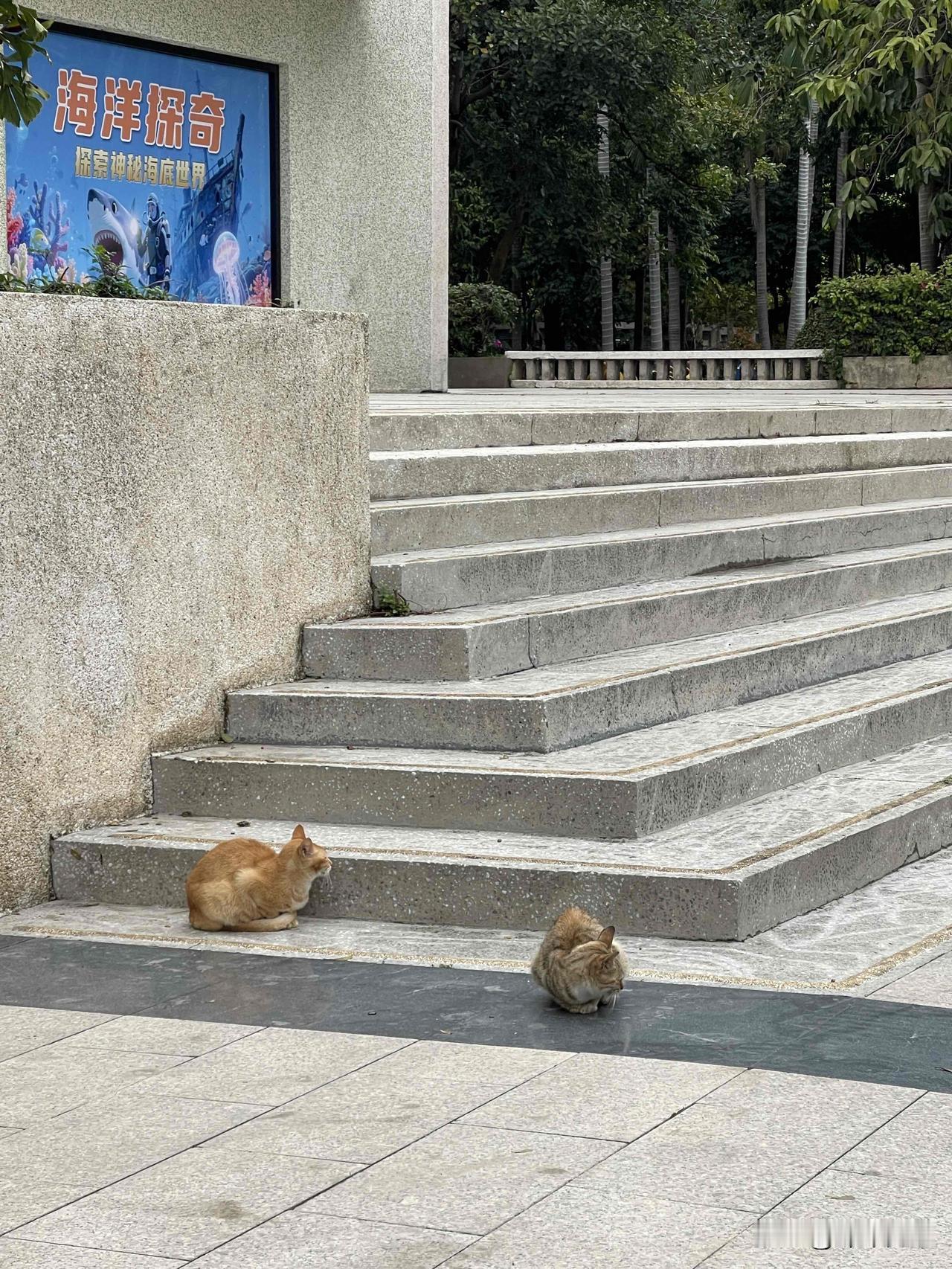 汕头中山公园现新风景线

园内流浪猫数量比游客还多，俨然成了流浪猫乐园。公园入口