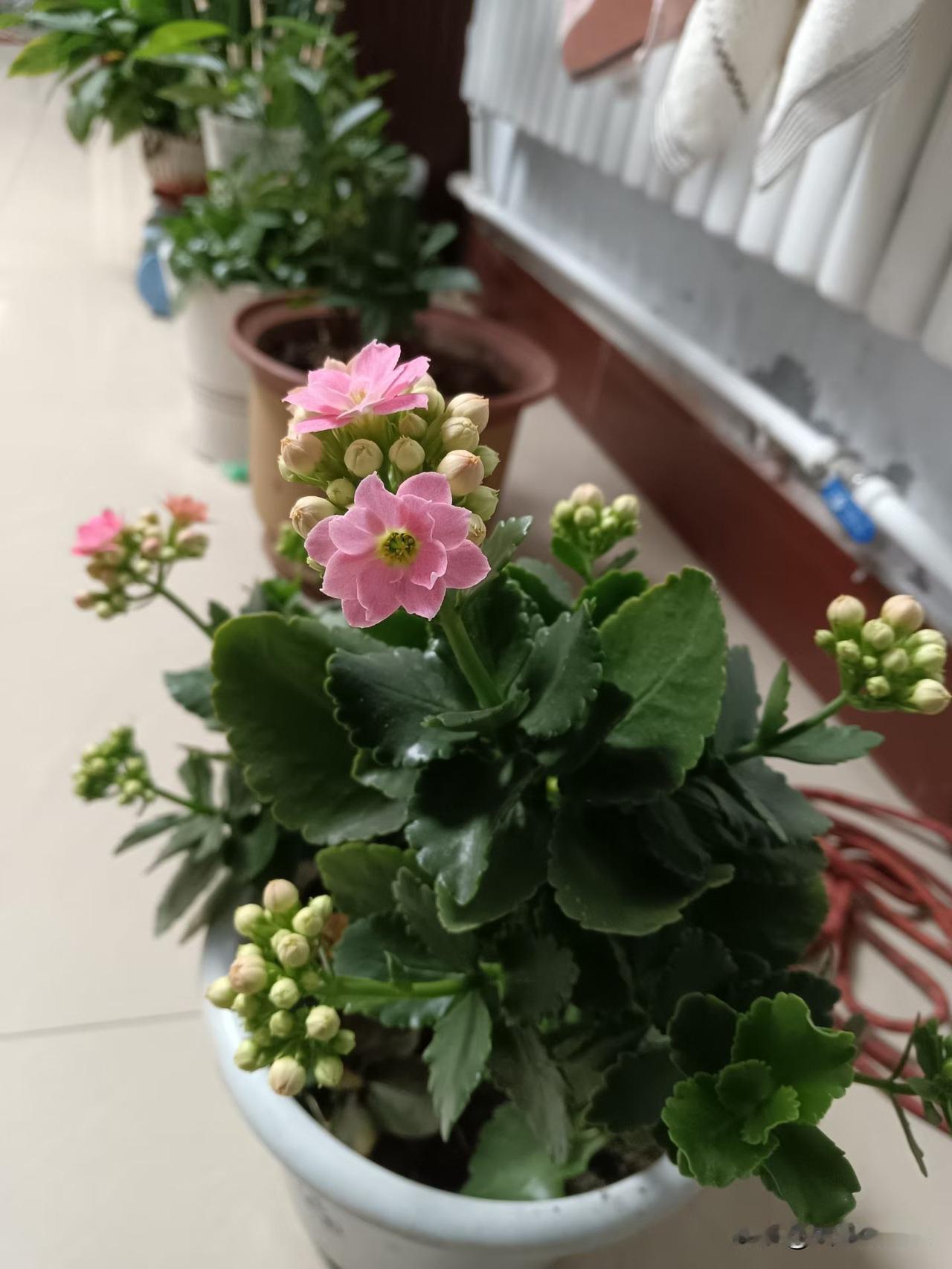 含苞待放，
还是有暖气好，
花儿也跟着沾光，
临近春节，
它，
它要开花了，
先