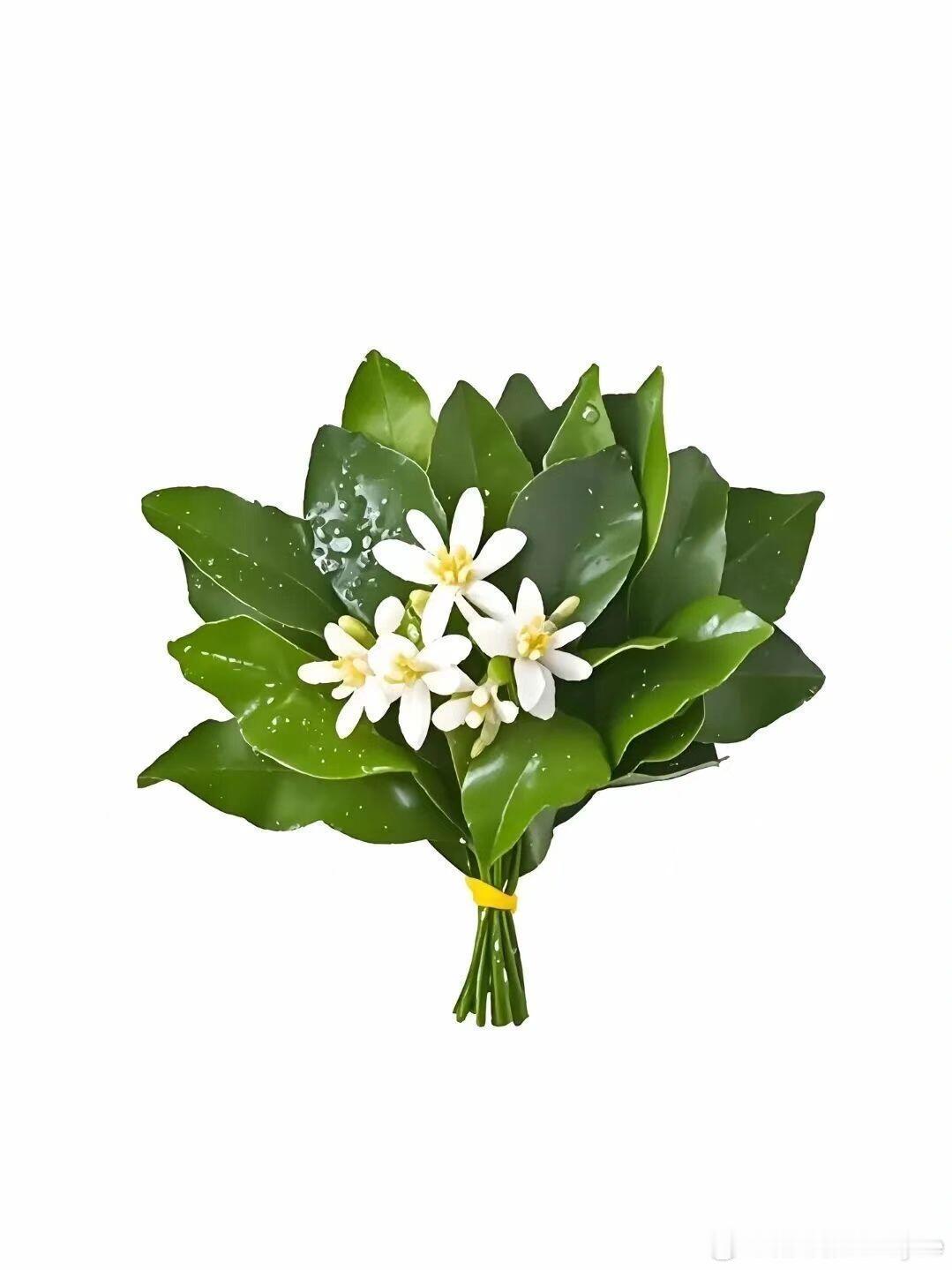 心情是：不吸🩸女歌手会📚王心凌