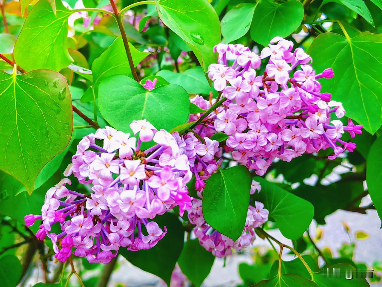 上个月，也就是3月21日，我从防城港回到北京。在南方待了一整年，再回到北方，整个