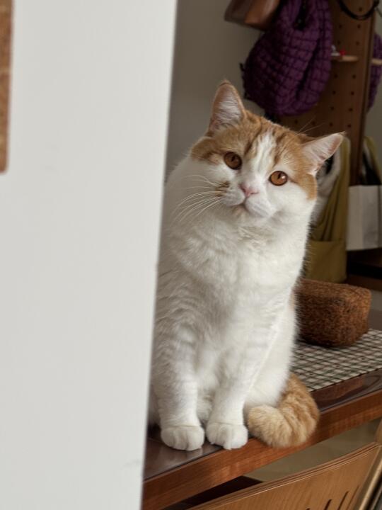 在和猫咪躲猫猫