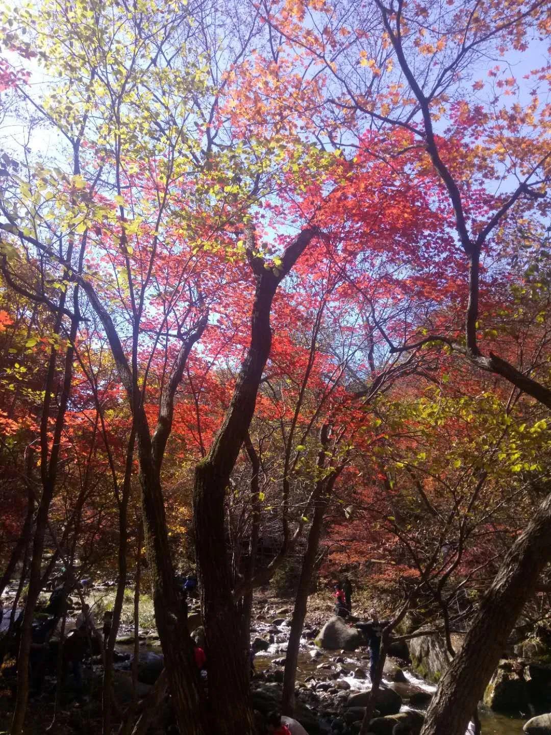 红叶映花间
绿水绕山边
你们看过最美的景色
却毁了我的整个
秋天