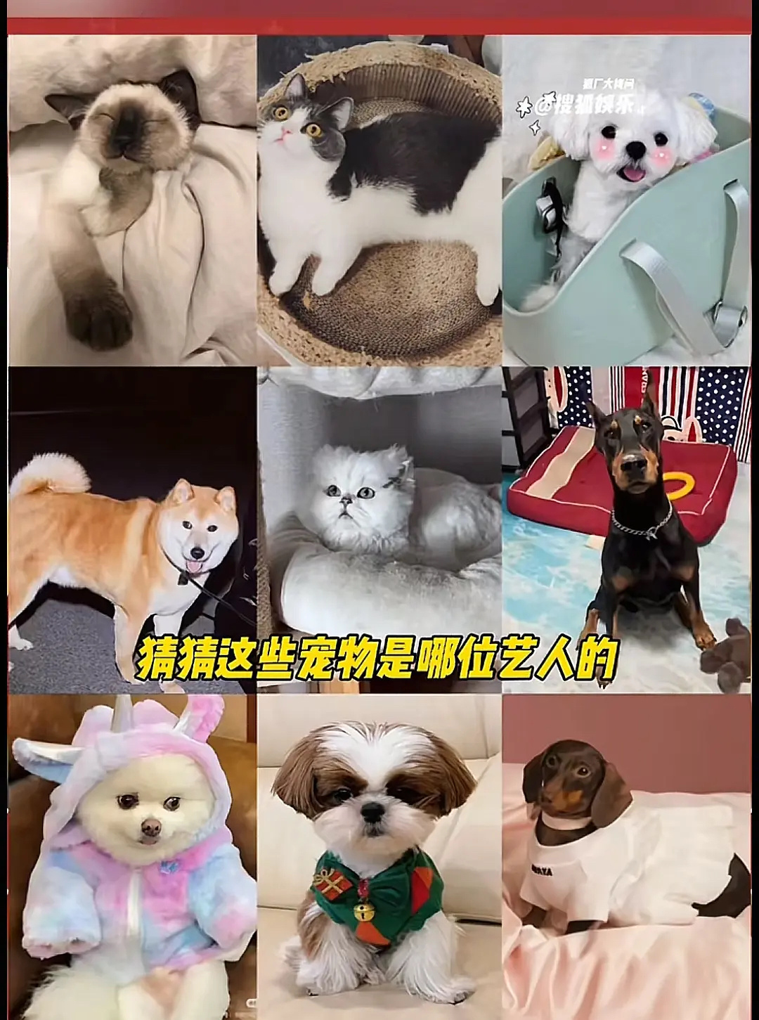 猜猜这些小动物是哪位艺人的[可爱][可爱][可爱] 