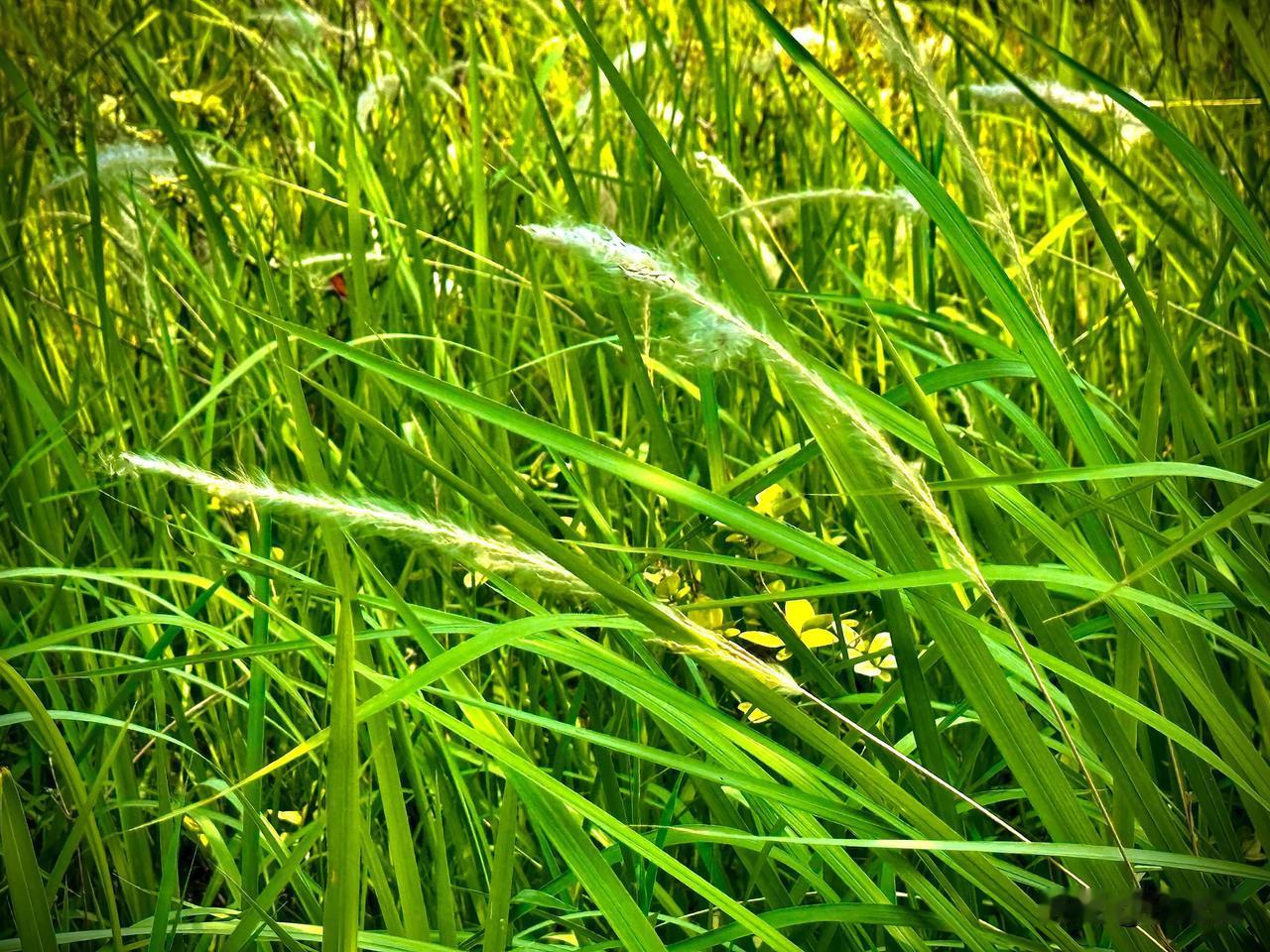 岁月的醇香
        （原创）


高高在上的太阳
没有贵贱之分
也决不吝