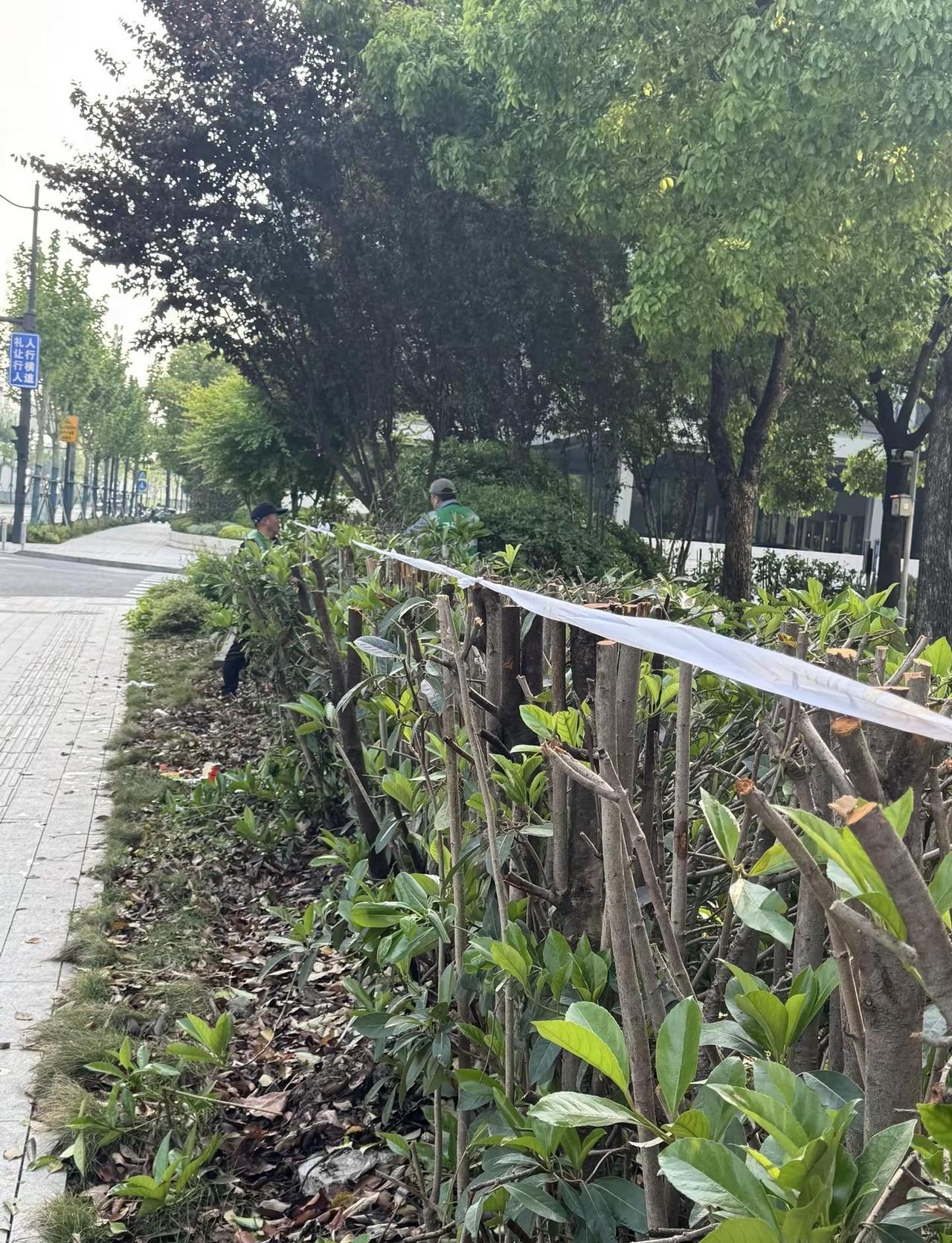 城市绿化养护 城市环境美化 劳动者最美瞬间 城市美容师