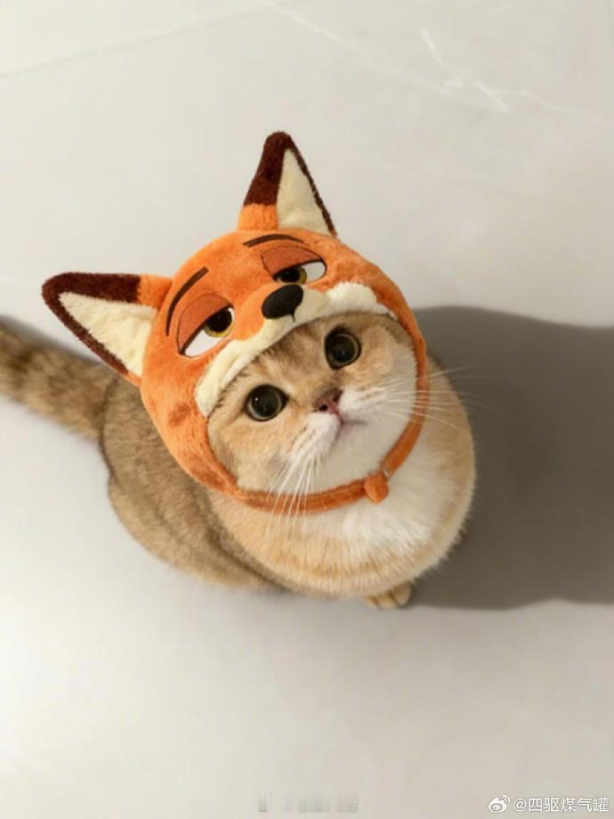 尼克狐尼克🦊:卖个萌 可以不要逮捕我吗！ 