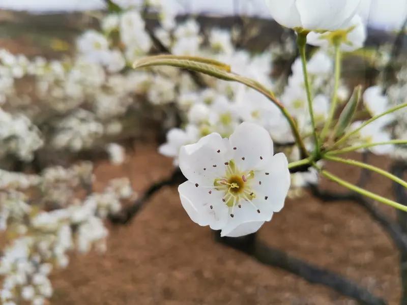 带雪字的著名词作，有苏轼1074年创作的《少年游•润州作》。当时他任杭州通判，前