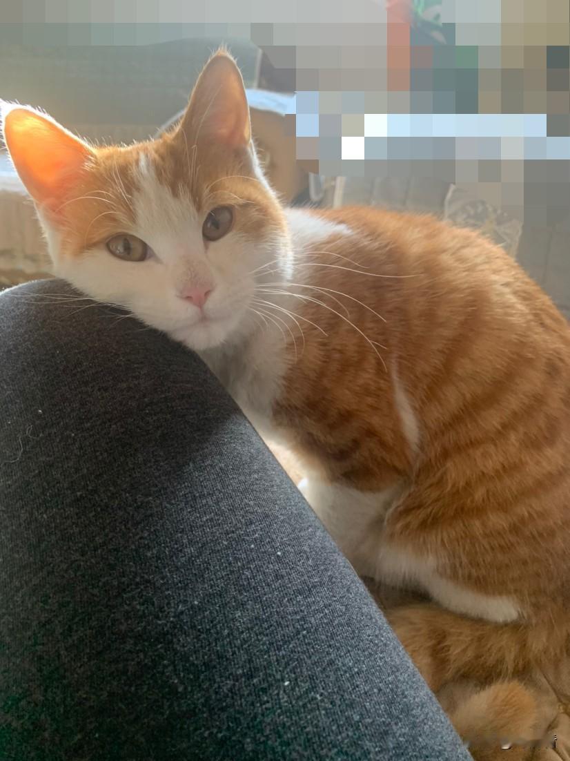 没养猫前，哪能知道猫的破坏率比狗还厉害。真的，特别是橘猫，已经在崩溃边缘，疯狂拆