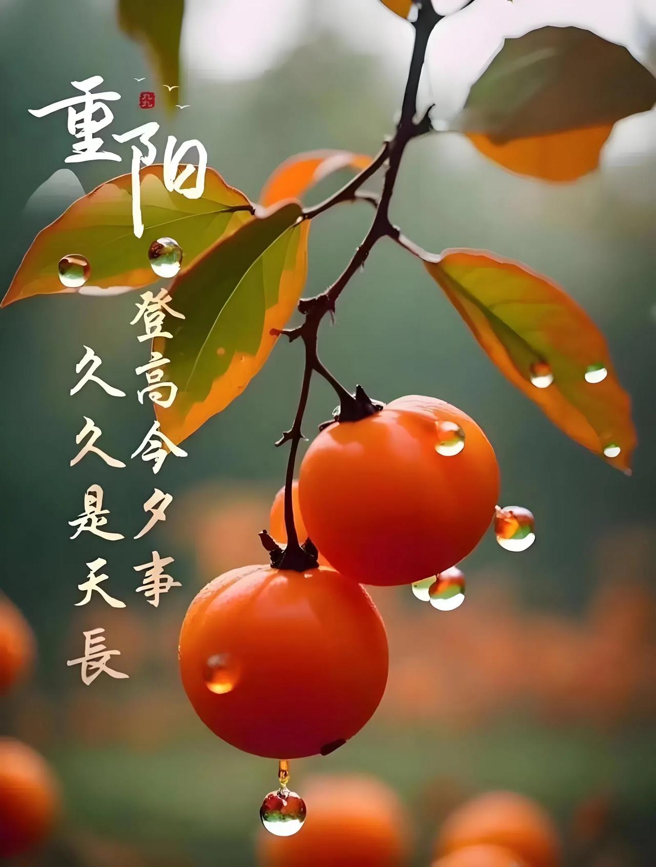 九九重阳习俗在历史中经历了丰富的演化，从上古时期的天象崇拜、丰收祭天，到汉代的宫