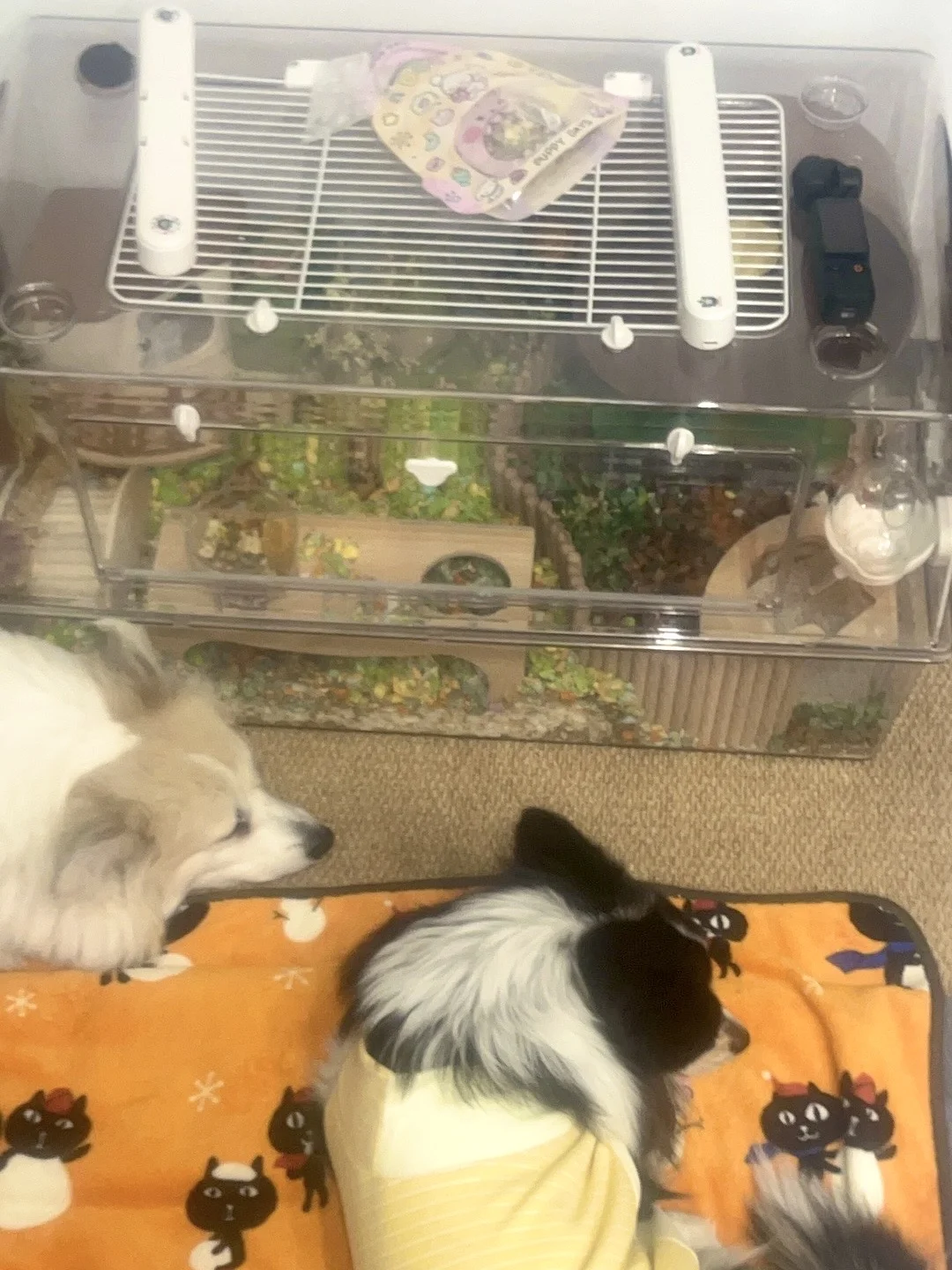 关于最近我的狗沉迷吸鼠