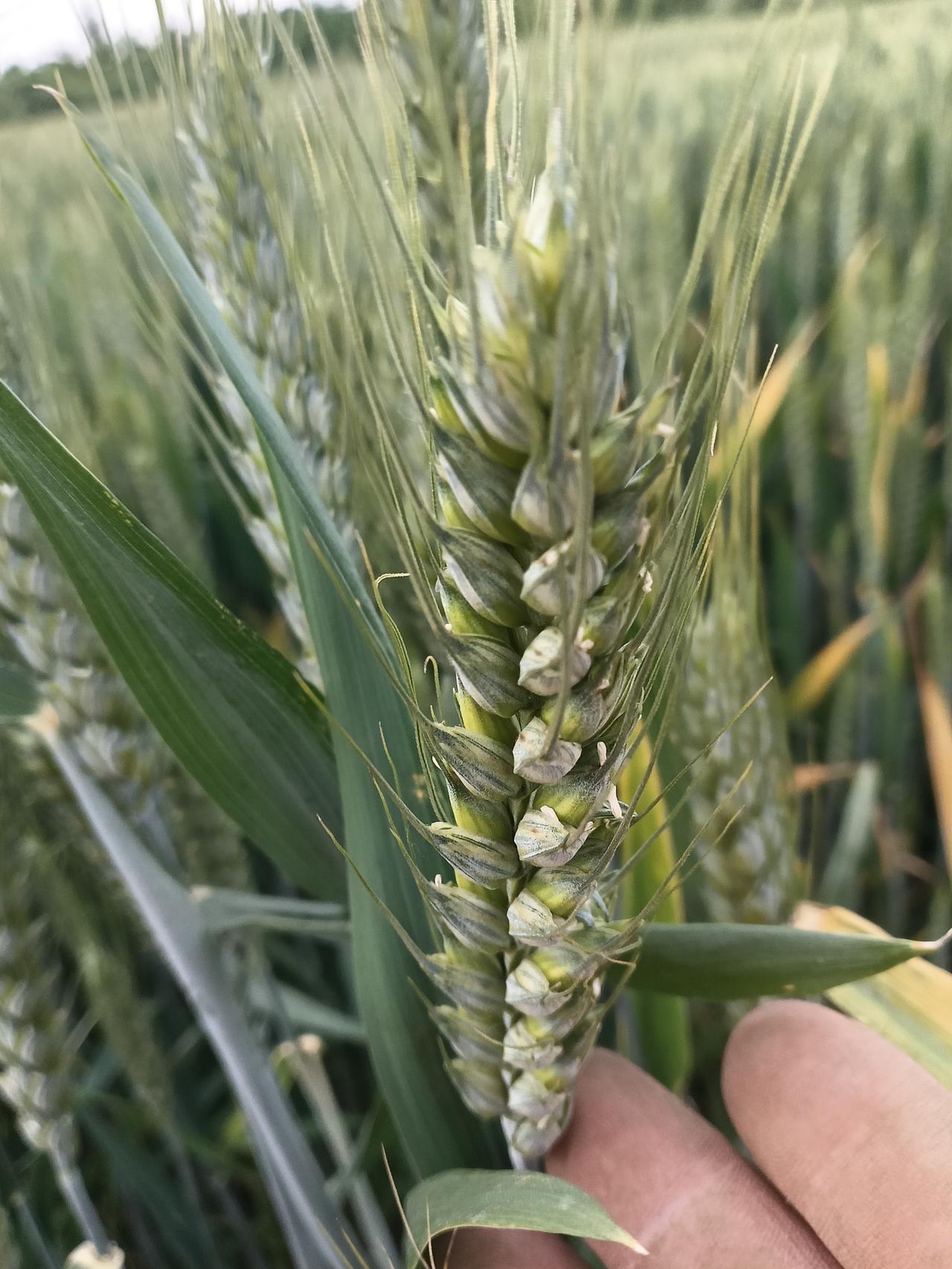 生态绿色标准种植粮食作物
在健康的食物供应链中我们必须要有恒心毅力，追求幸福快乐