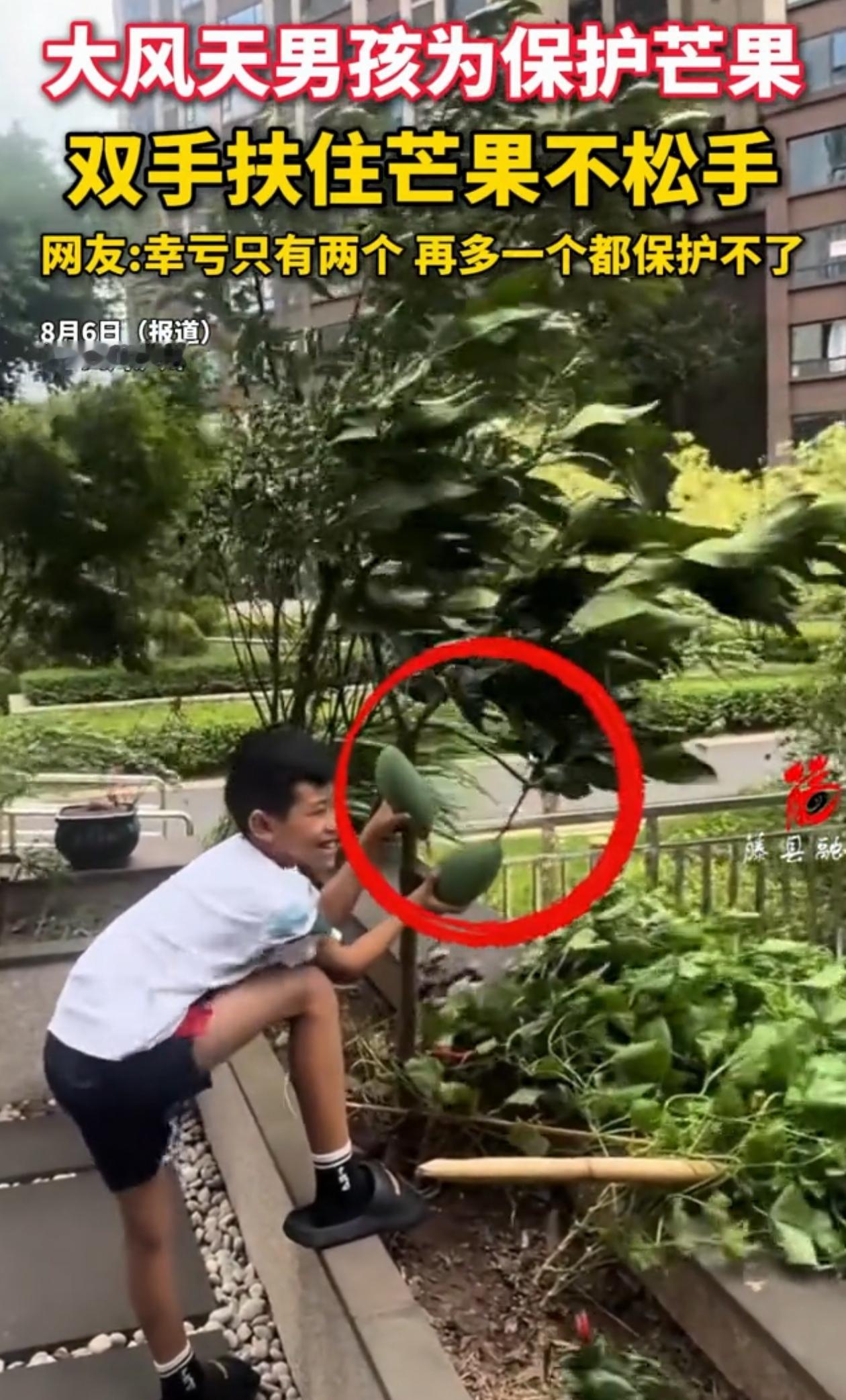 “再多一个都保护不了！”四川泸州，男孩在家的时候突然刮起了大风，院子里的芒果还没